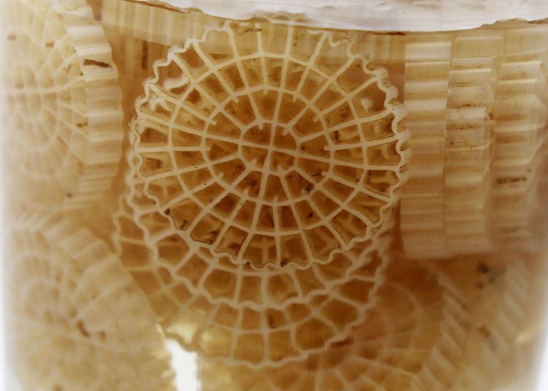 hdpe k5 kaldnes 水処理用バイオボールメディアのバイオパイプ